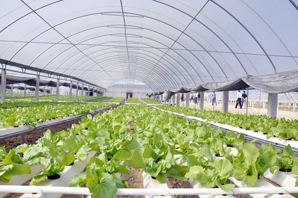大力发展设施农业 加快推进农业现代化